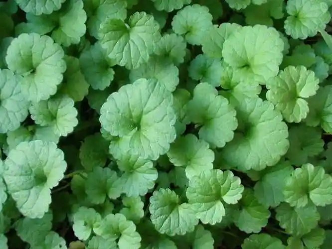 15,这是 铜钱草 "别称对座草金钱草 湖南称 金花菜 铺地莲,湖北称为