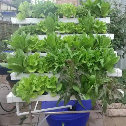 无土栽培设备家庭阳台管道水培种菜机水耕瓜果蔬菜花架