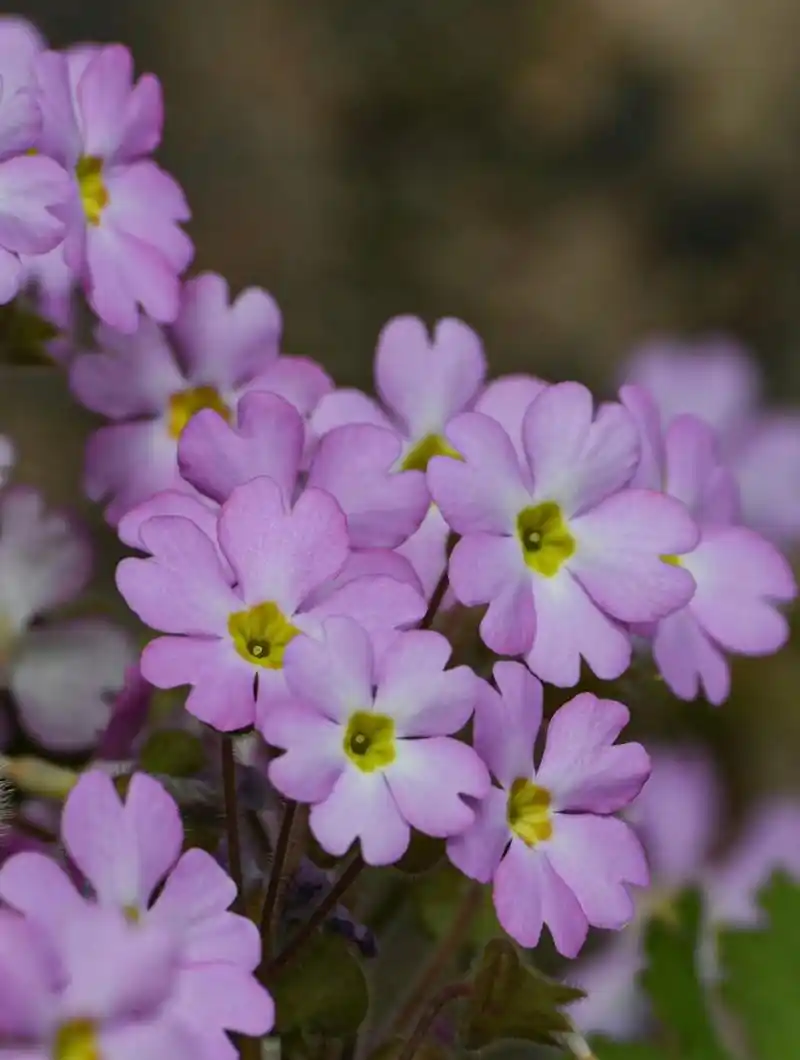 藏报春 primula sinensis 报春花科 报春花属 67.