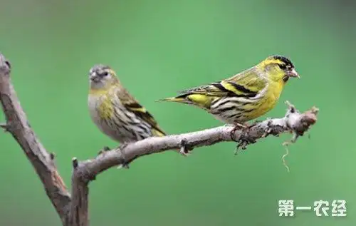 黄雀的叫声是什么样子的(黄雀的叫声黄雀鸟的叫声)