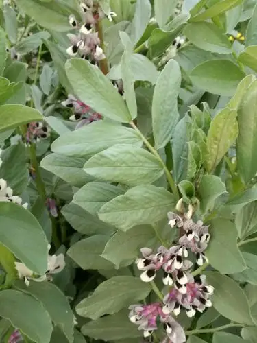 冬天播种的大豆,已然开花结子,收获在望,它不仅好养而且本身又是肥地