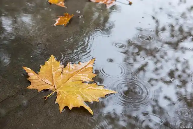 一窗沥沥梧桐雨;两耳纷纷蟋蟀声.《梧桐雨》对联43副