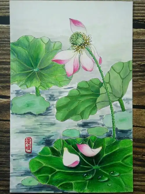 荷花绘画马克笔彩铅手绘插画装饰画原创