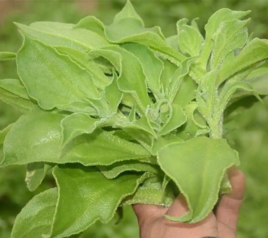 你没见过的贵族蔬菜—冰菜,种植前景非常不错,值得推荐!