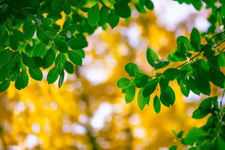 阳光透过叶片缝隙洒落下来.(摄影:钟戈)