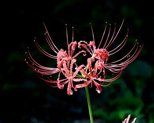 红尘中最美的花——彼岸花