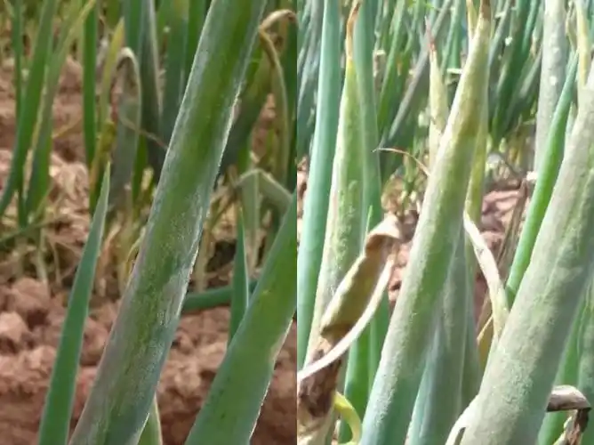 大葱种植,霜霉病危害大,掌握科学防治技术,有效防治病害发生