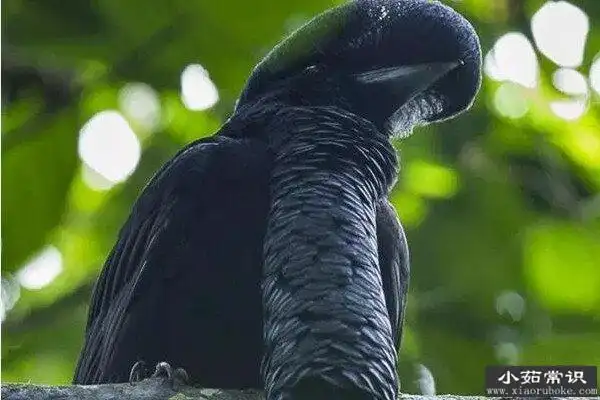 世界上最诡异的鸟