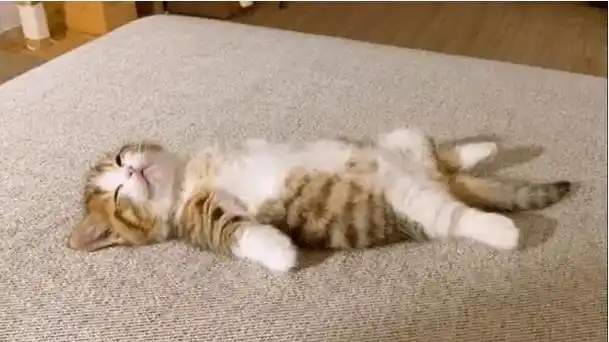 躺平被批评了还可以选择侧卧