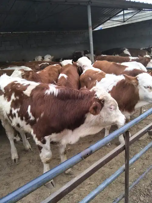 西门塔尔牛 400-600斤 统货