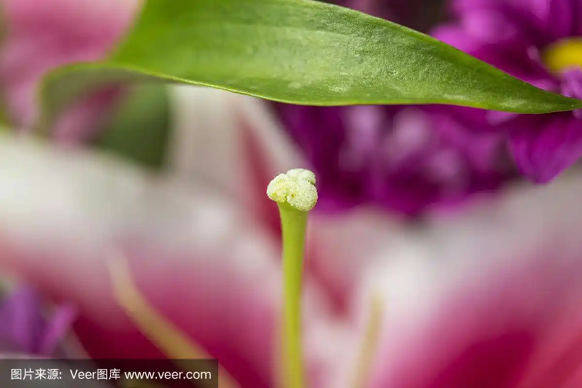 红色花瓣背景上的雌蕊花宏