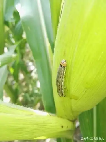 谷子主要病虫害的识别与防治(下)