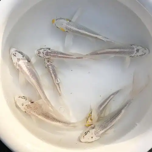 锦鲤活体鲤鱼观赏鱼白写白泻孔雀秋翠淡水鱼冷水鱼鱼