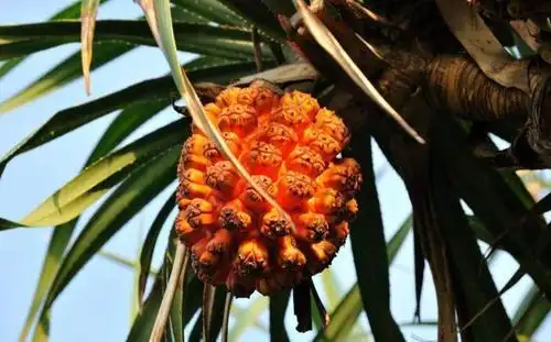 这些奇形怪状的水果你见过吗?很多都是价格不菲,吃过的都是土豪