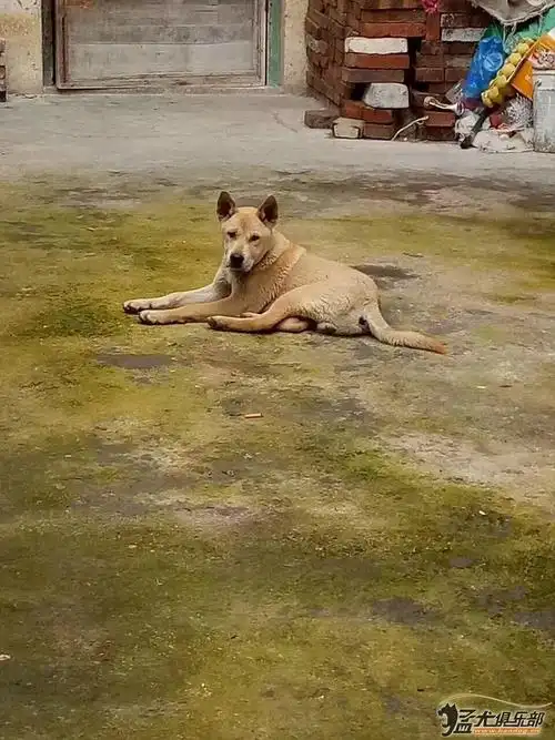 出售广西河池猎犬