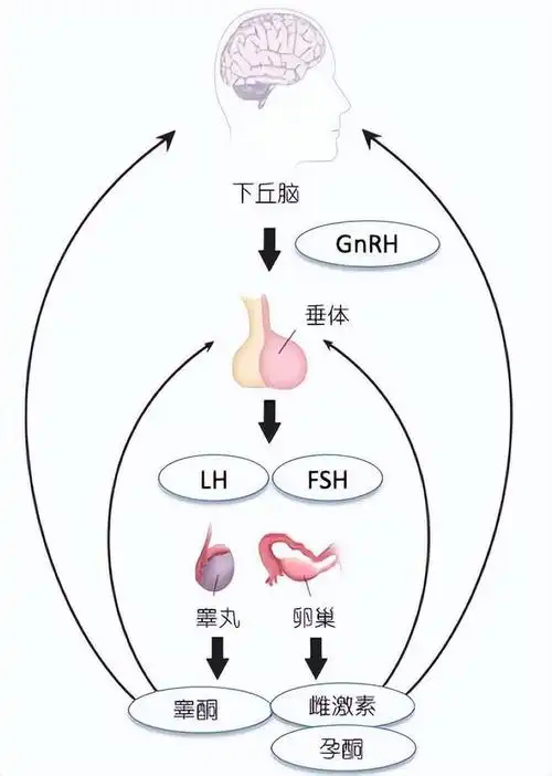 男性的"丁丁",是如何发育的?有这2大异常,请及时就医