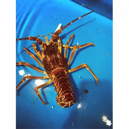 超级大劲爆澳洲龙虾仔每只68