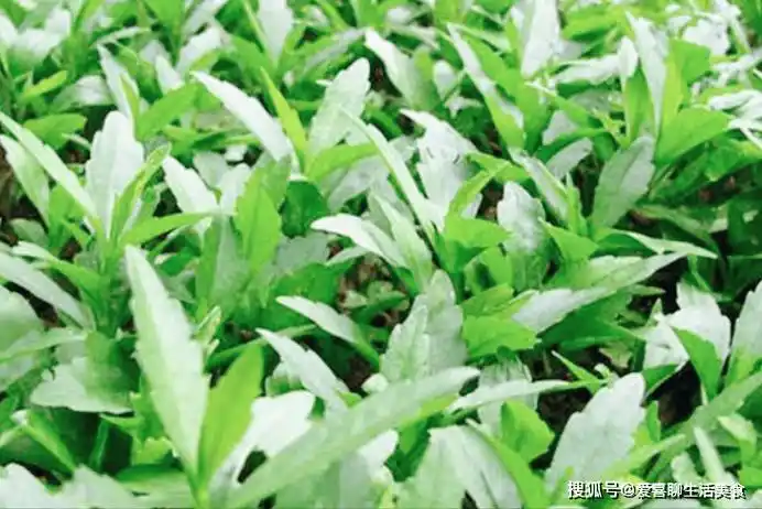 马兰头的七个死对头二者万不可同吃吃马兰头的禁忌要牢记