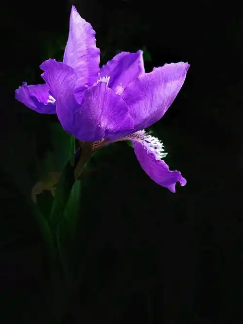 【有图】紫色鸢尾花-蜂鸟网