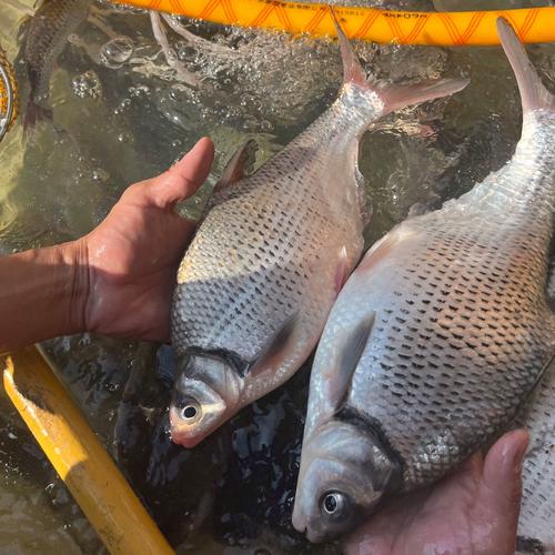 河源生态鳊鱼新鲜三角鲂团头鲂武鲳鱼万绿湖土货特产生鲜冰冻鱼