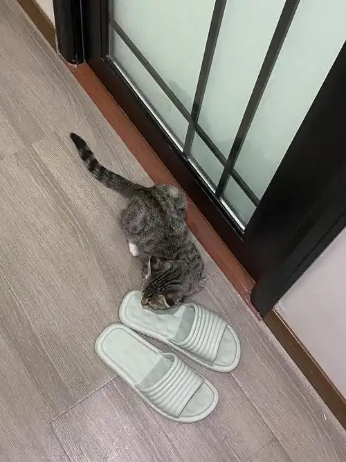 朋友寄养在我们家的折耳猫尾巴开始僵硬了,需要给她买软骨素吗