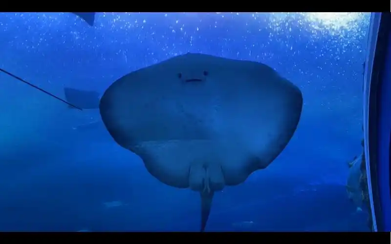 其实每一只魔鬼鱼都是小可爱