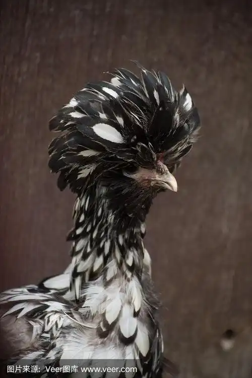 侧面像,波兰鸡肉,银色,鞋带,动物的冠