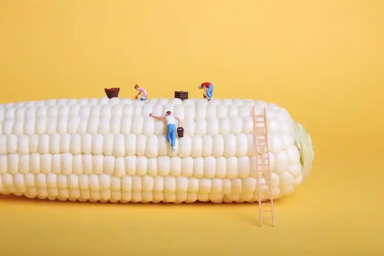 微观创意摄影玉米