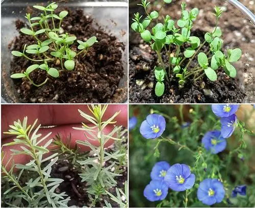 室内阳台垂吊植物花籽盆栽花卉蓝花亚麻种籽子兰花亚麻花卉种子