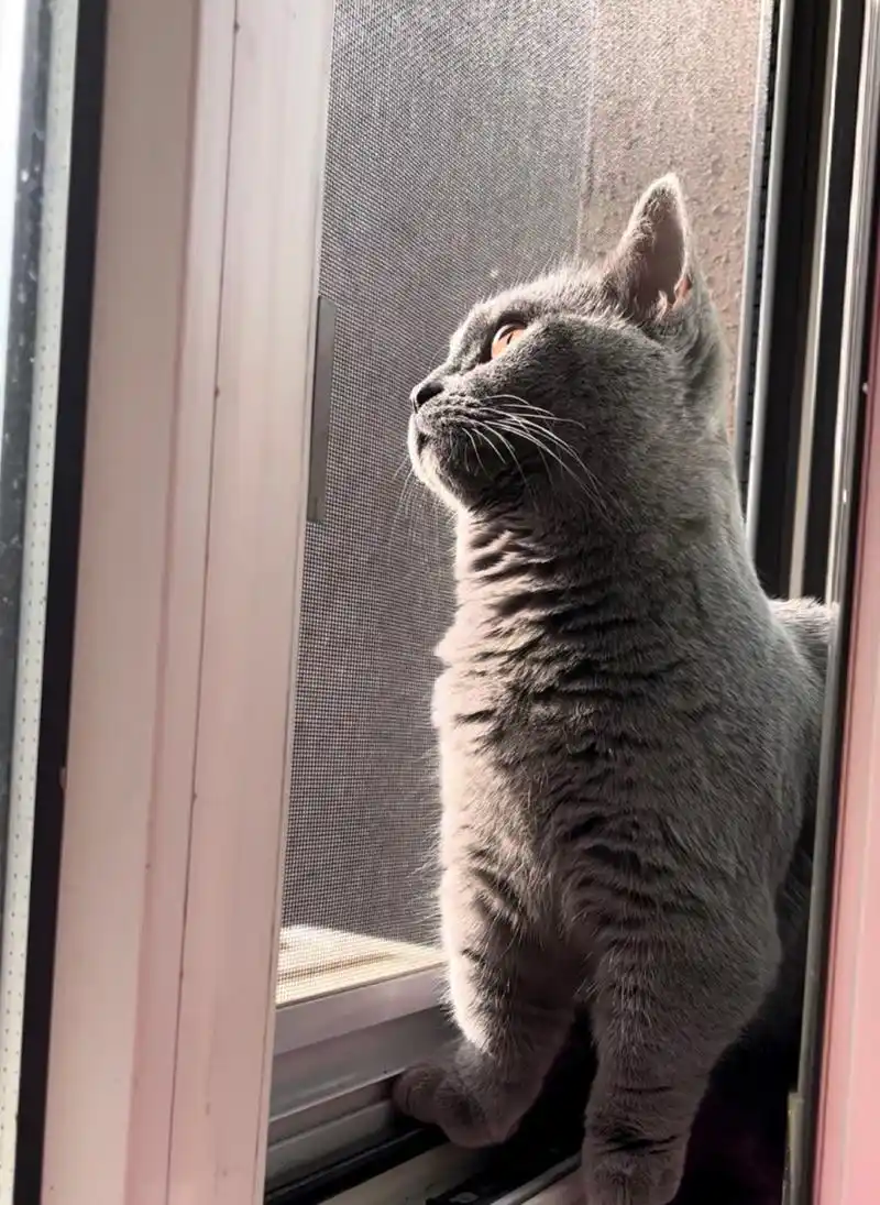 猫为什么总是望着窗外?