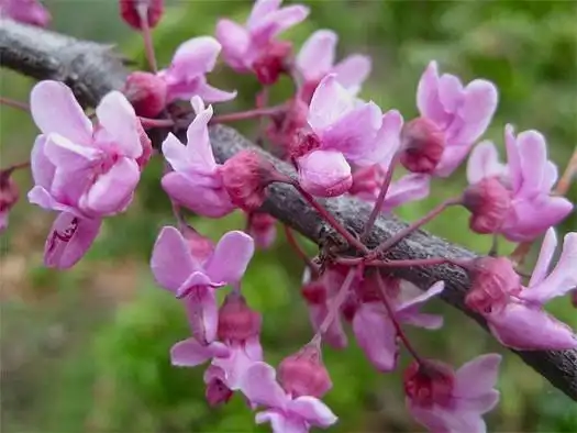美丽的情人树—紫叶加拿大紫荆