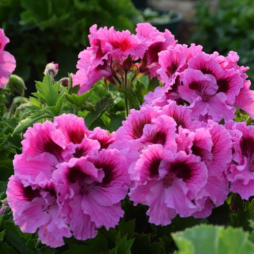 新品大花天竺葵花苗 薰衣草的感觉 家庭室内庭院阳台多花盆栽花卉