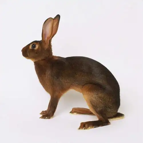 无人,坐,竖图,室内,白天,白色背景,侧面,哺乳动物,兔子,注视,一只