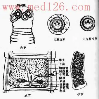 人体寄生虫学:第四节 链状带绦虫