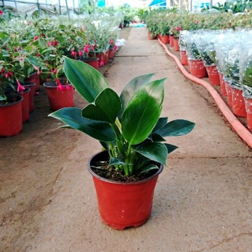 大叶金钻绿植盆栽绿钻室内外花卉四季常青金钻观叶阳台水土培植物