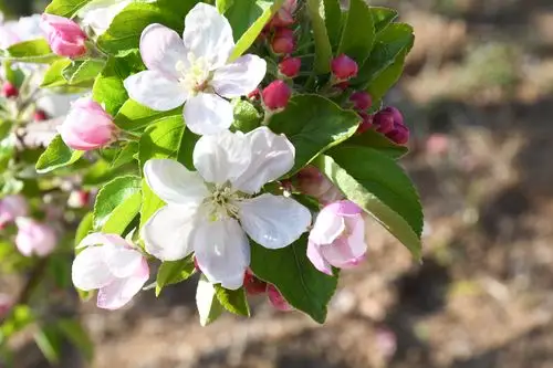 回乡探望父母,随拍果园醉美苹果花