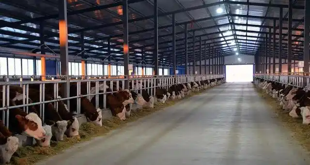 内蒙古科左后旗:黄牛养殖助推精准扶贫