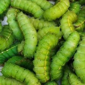 东北柞蚕山上大蚕绿蚕蛹大青虫蚕宝宝清理干净速冻二斤顺丰