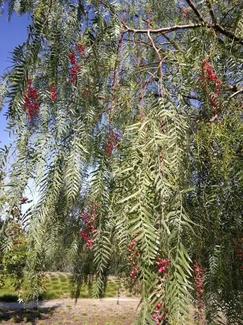 这里的柳树会结小果子,由青变红,很新奇.