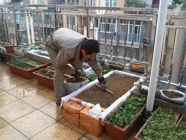 菜池砌好之后就开始种菜了,现在还不知道泥土他是哪里搞来的.