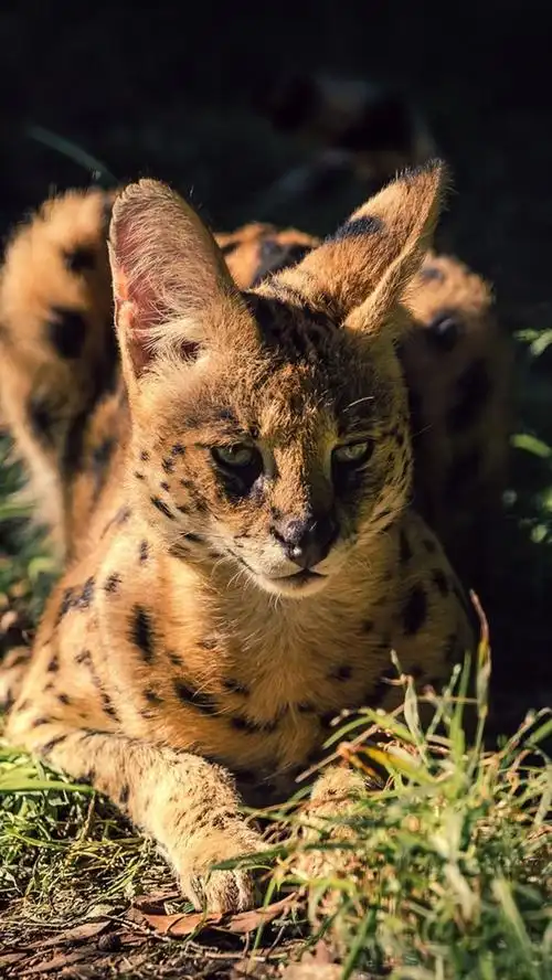 野生猫科动物,薮猫,草,晚上 iphone 壁纸