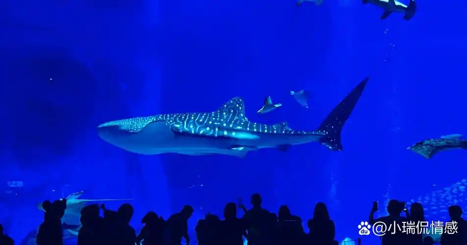 珠海长隆鲸鲨馆夜宿体验攻略