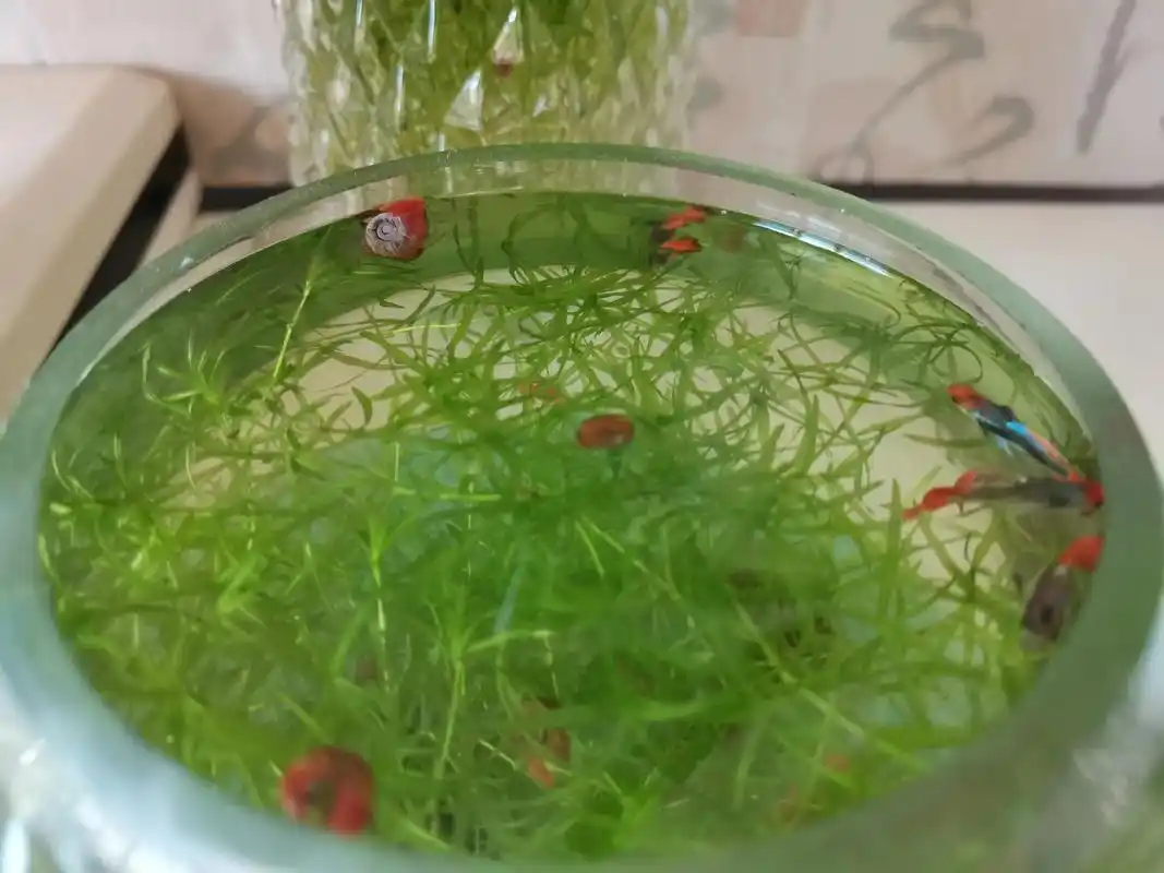 水蜗牛,长的特别快. - 抖音