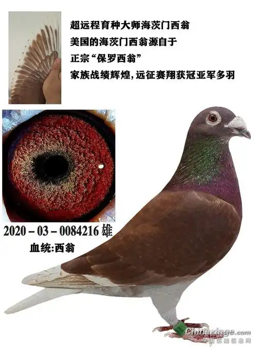 国血西翁- 鸽友圈 - 中国信鸽信息网