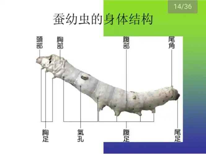 营幼大三班《蚕》