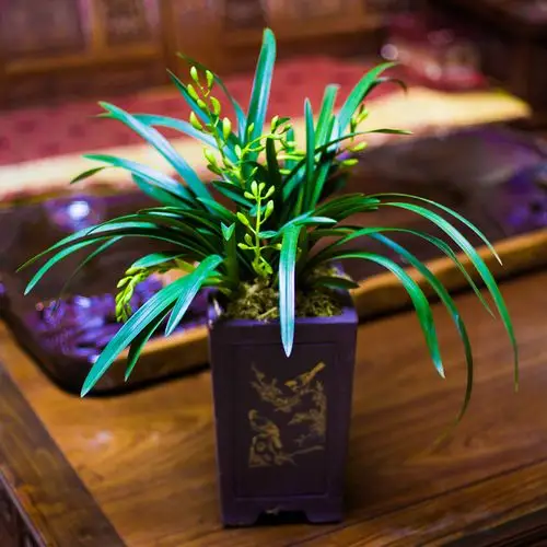 兰花两件八折香兰盆栽植物名贵浓香香型花苗时令草本花卉