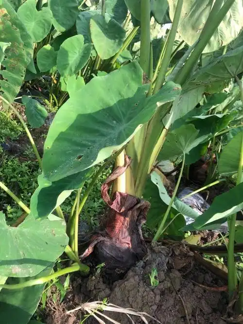 宁波特产奉化芋头溪口香芋非荔浦槟榔芋里山人5斤1020个芋艿子