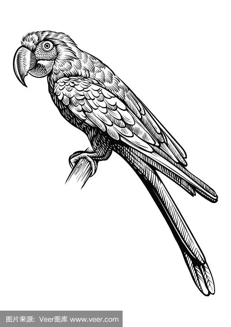 鹦鹉什么坐着,手绘矢量素描.