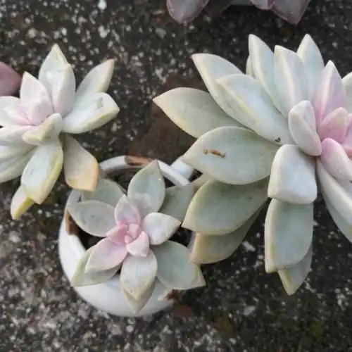 请问我这淡雪是出锦了吗?