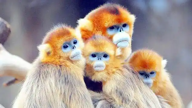 这个景区可以看到200多只可爱的金丝猴,物价便宜景色宜人|疣猴属_网易